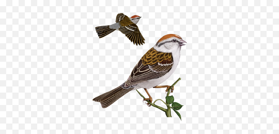 Chipping Sparrow Png U0026 Free Chipping Sparrowpng Transparent - House Sparrow Emoji,Sparrow Emoji