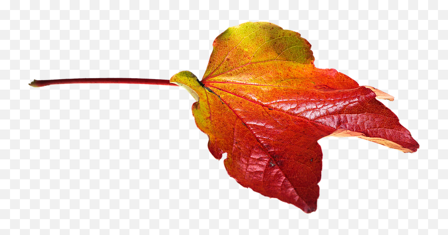 Download Png Leaves Fall Png U0026 Gif Base - Autumn Leaf Free Emoji,Maple Leaf Emoticon