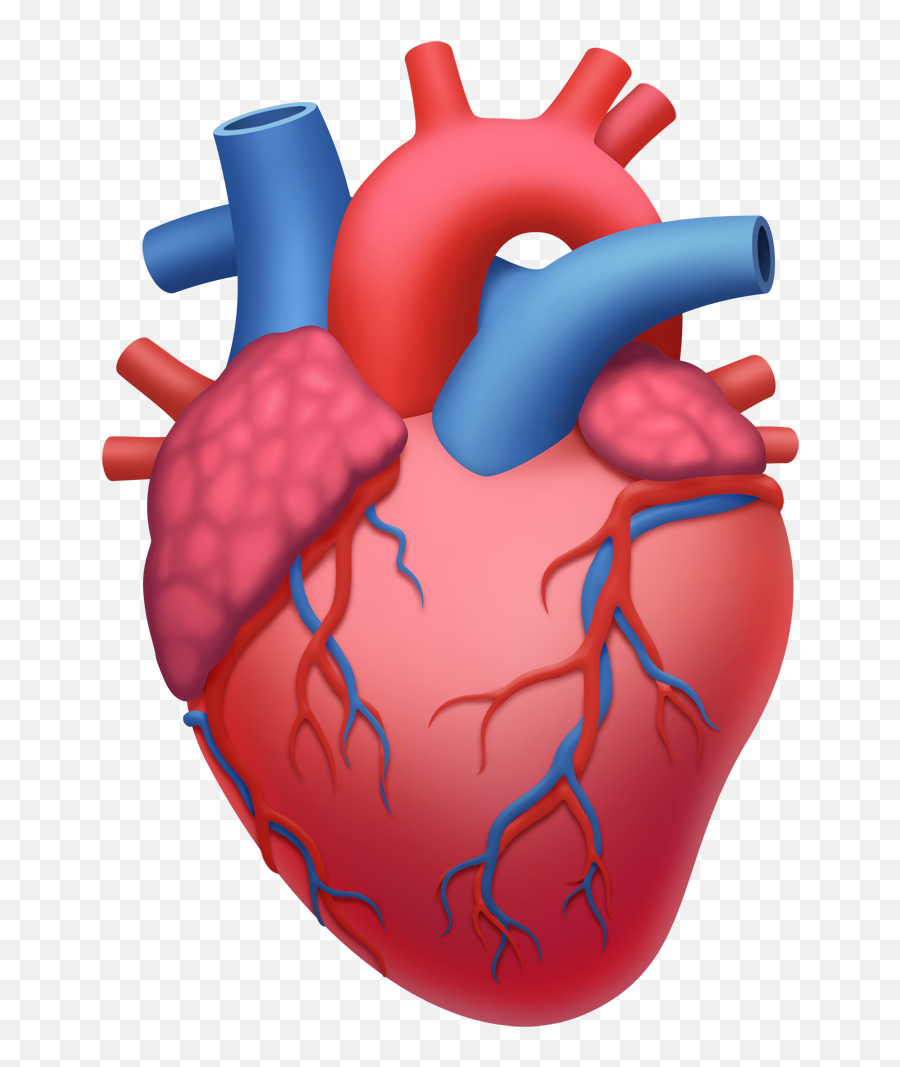 Boba Anatomical Heart - Anatomical Heart Emoji,Eritrean Flag Emoji For Iphone