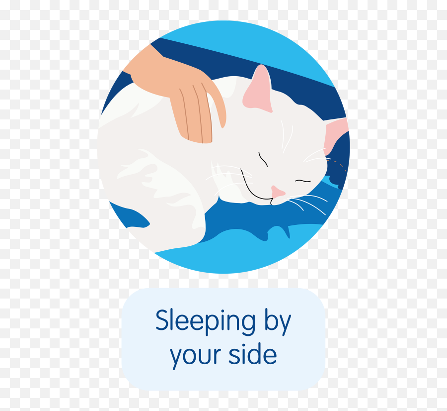 Five Signs Your Cat Loves You Blue Cross - Soft Emoji,Looking For A Lap Dog And One That Responds To Emotion