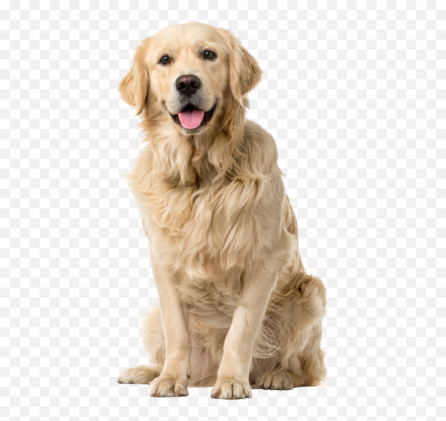 Download Golden Word Labrador Sitting - Golden Retriever White Background Emoji,Send Your Friends Cute Cream Labrador Retriver Emojis
