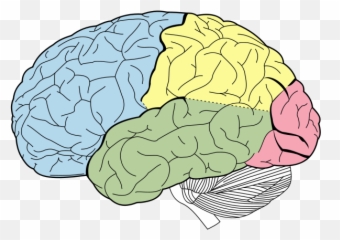 Limbic System Basal Ganglia - Intraparietal Sulcus Emoji,Medial Dorsal Nucleus Thalamus Memory Emotion Step 1