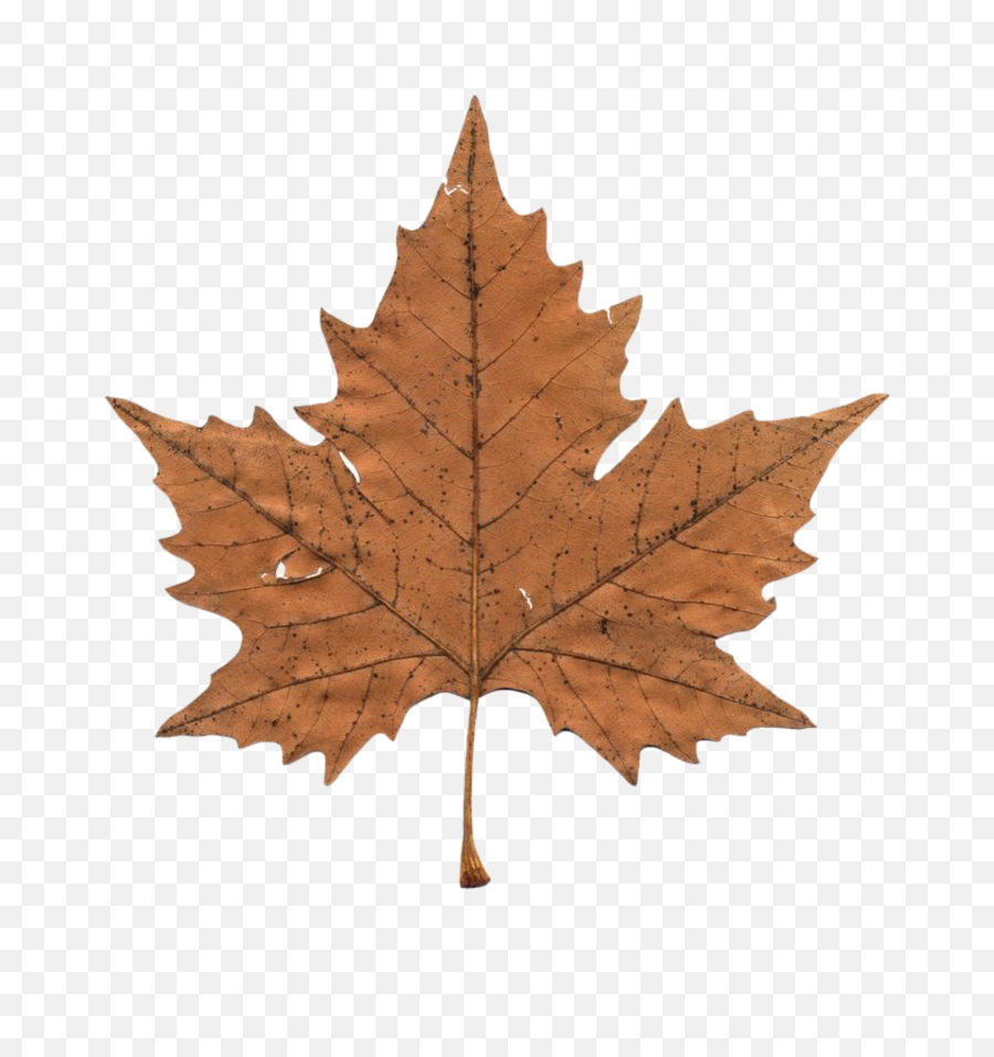 Leaves Leaf Aesthetic Fall Autumn - Aesthetic Vintage Sticker Png Emoji,Fall Leaf Emoji