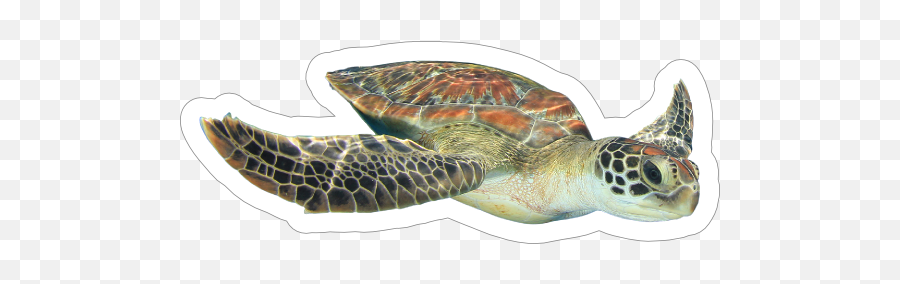 Diving Turtle Sticker - Turtle Swimming White Background Emoji,Sea Turtle Emoji