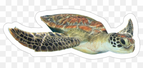 Diving Turtle Sticker - Turtle Swimming White Background Emoji,Sea Turtle Emoji