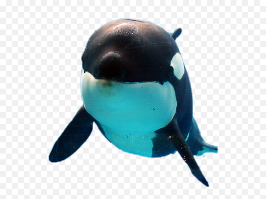 Orca Whale Orque Sticker - Killer Whale Emoji,Killer Whale Emoji
