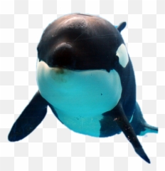 Orca Whale Orque Sticker - Killer Whale Emoji,Killer Whale Emoji