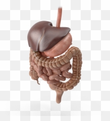 25 Interesting Facts About Human Liver - Types Of Chocolate Emoji,Liver And Emotions