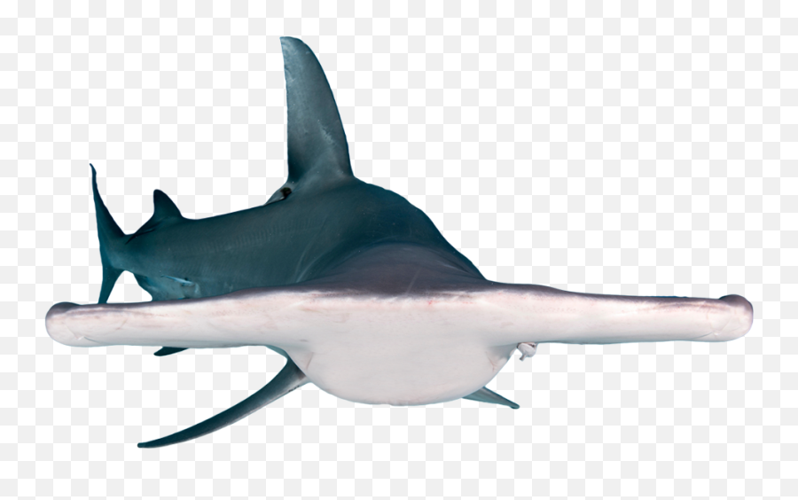 Create A Chimera Guinness World Records - Hammerhead Shark Png Emoji,Guinness Emoji