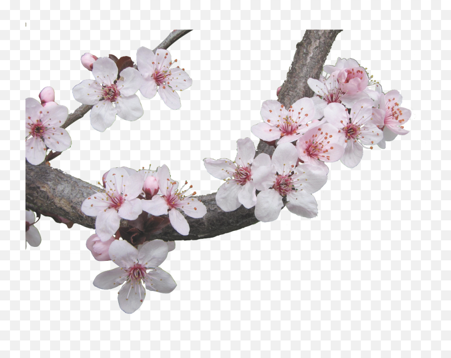 Cherry Blossom Sticker By Stupid Girl - Transparent Cherry Blossom Aesthetic Emoji,Cherry Blossom Emoji
