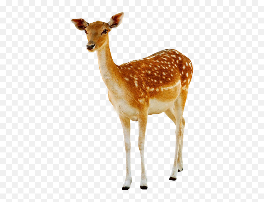 Deer Hd Png Clipart Images Free Emoji,Deer Emoticon Facebook