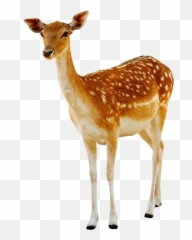 Deer Hd Png Clipart Images Free Emoji,Deer Emoticon Facebook