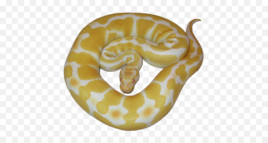 Albino Python Emoji,Albino Emoji Snake