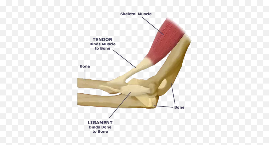 What Are The Multiple Functions Of Tendons - Quora Tendon Ligament Emoji,Crooking Finger Emoji