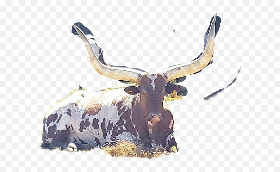 The Most Edited - Ox Emoji,Longhorn Cattle Emoji Sign