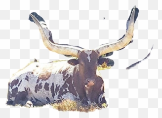The Most Edited - Ox Emoji,Longhorn Cattle Emoji Sign