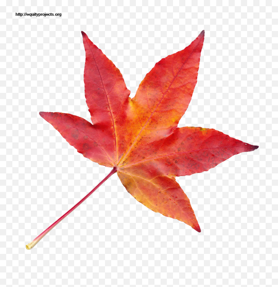 Maple Leaf Png Transparent - Maple Transparent Autumn Leaf Emoji,Free Red Maple Leaf Emoji