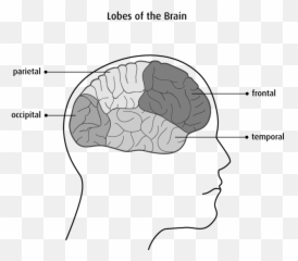 The Brain And Spinal Cord - Back Of Brain Called Emoji,Part Of Brain Emotions