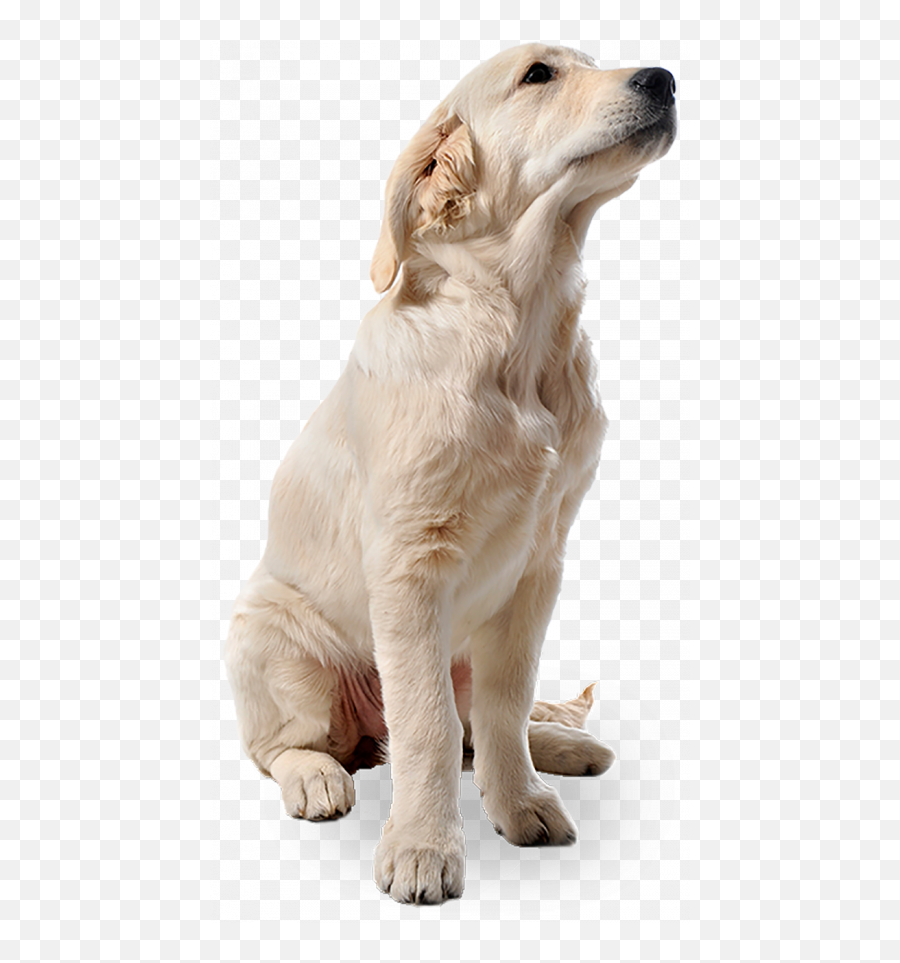 White Black Small Puppy Dog Png Images - 2021 Full Hd Transparent White Dog Png Emoji,Pet Emoji Psd