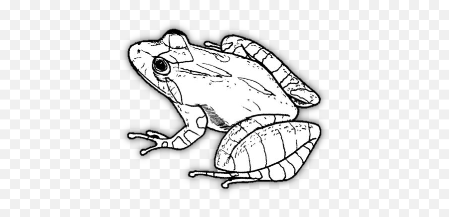Education - Northern Cricket Frog Drawing Emoji,Mexican Frog Emoticon