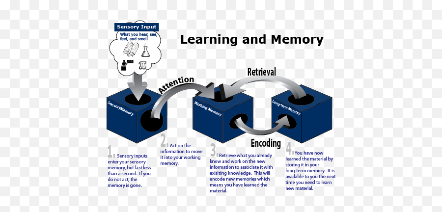 How Does The Human Brain Decide Which Memories To Store - Quora Emoji,Antonio Damasio Emotion And Reason Chart