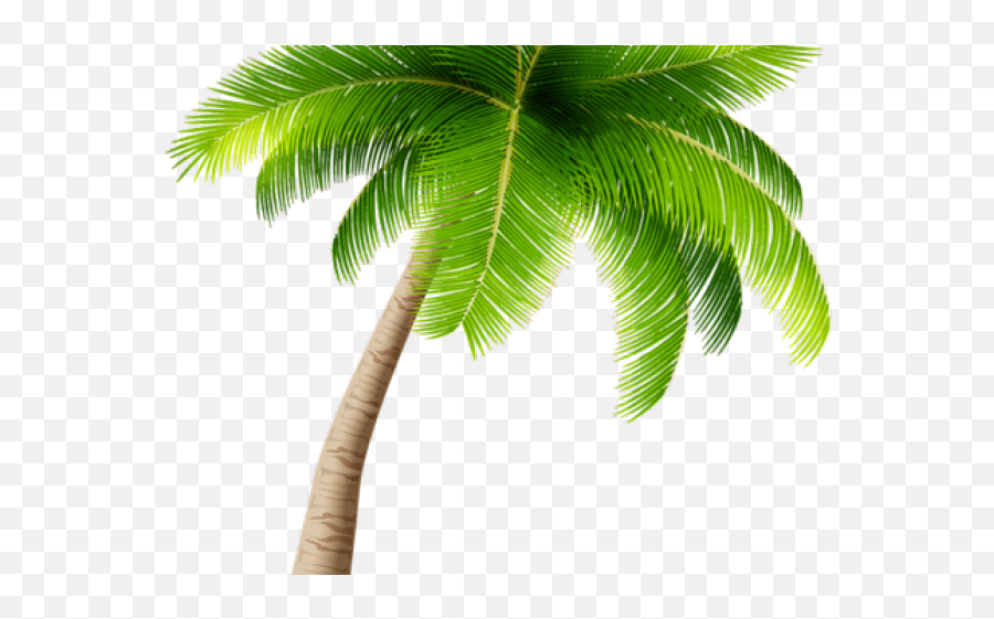28 Palm Tree Clipart Transparent - Transparent Background Vector Coconut Tree Png Emoji,Palm Tree Emoticons