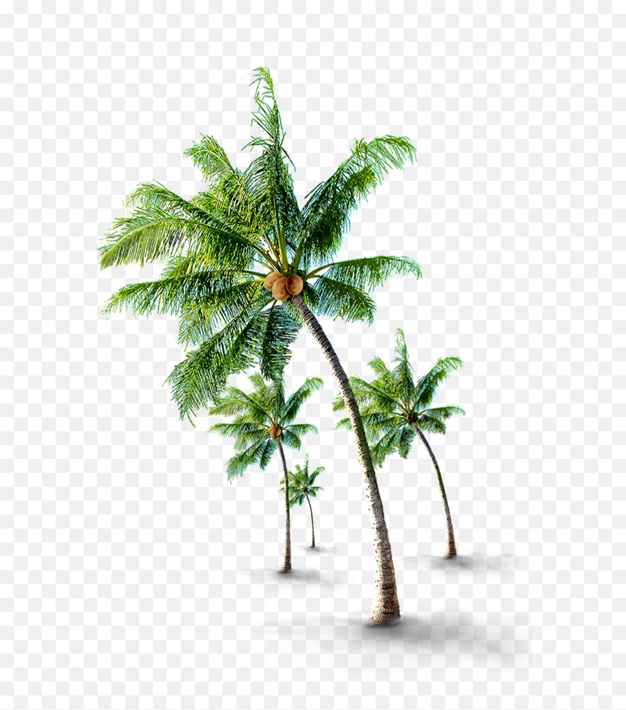 Coconutwater Coconut Tree Sticker By Paula Soares - Psd Emoji,Palm Tree Drink Emoji