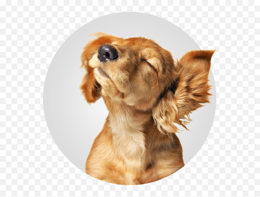 Dog Daycare Near Me In West Palm Beach Fl Doggie Day Camp - Have An Awesome Day With Dog Emoji,Inside Out Dog Emotions