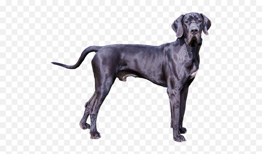 Dog Greatdane - Gate Dane Emoji,Great Dane Emoji