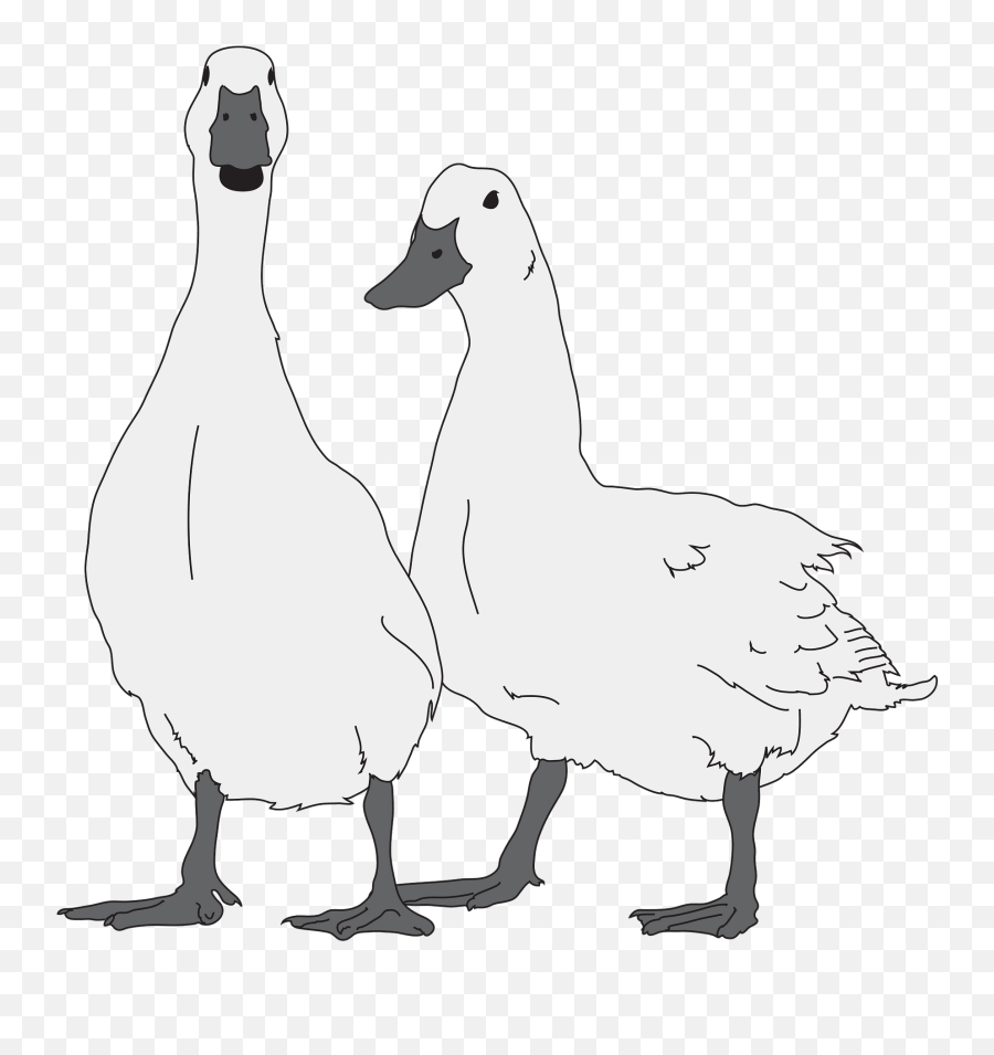 Two Geese Clipart - Clipart Gänse Emoji,Canadian Goose Emoji