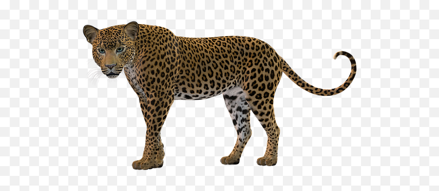 Free Photo Predator Big Cat Leopard Fractalius Close Up - Leopard Silhouette Png Emoji,The Predator Emoticons Deviantart