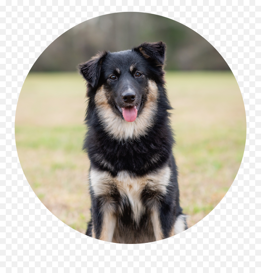 Trainers U2014 Middle Georgia Dog Training - Obedience Training Northern Breed Group Emoji,Husky/border Collie Emoji