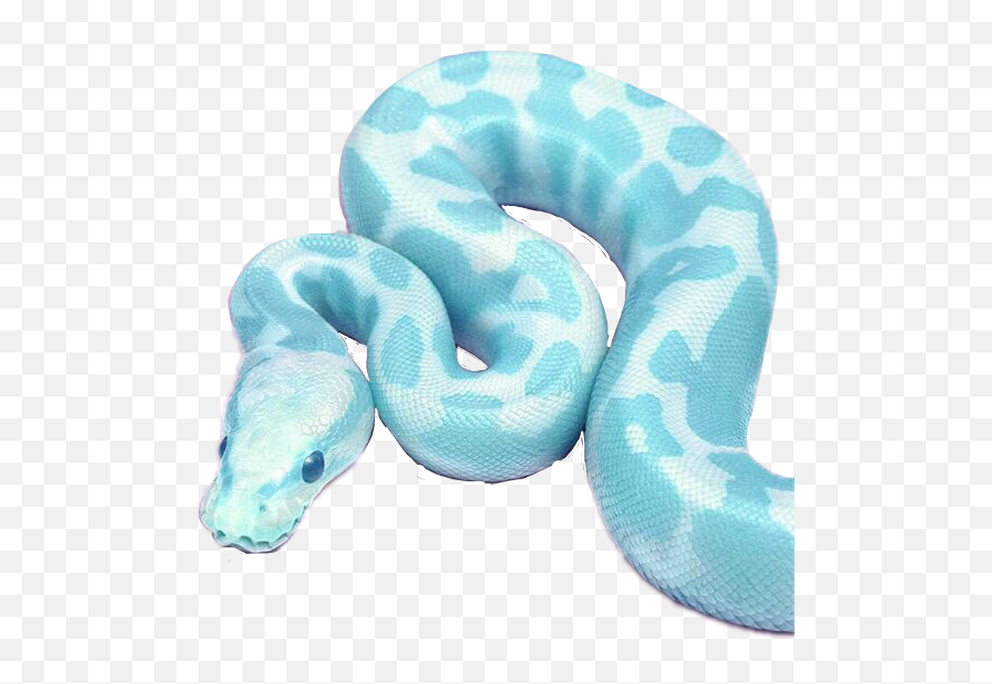 The Most Edited - Boa Constrictor Emoji,Albino Emoji Snake