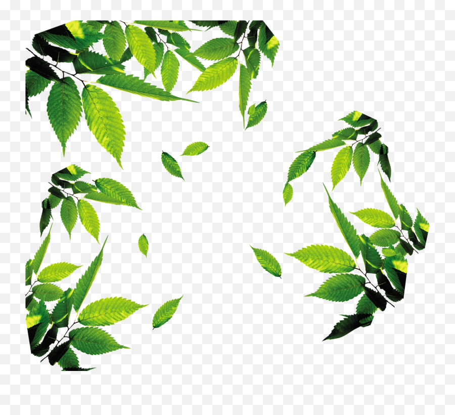 Leaf Download Icon - Leaves Png Clipart Full Size Clipart Tea Leaves Background Png Emoji,Eucalyptus Emoji