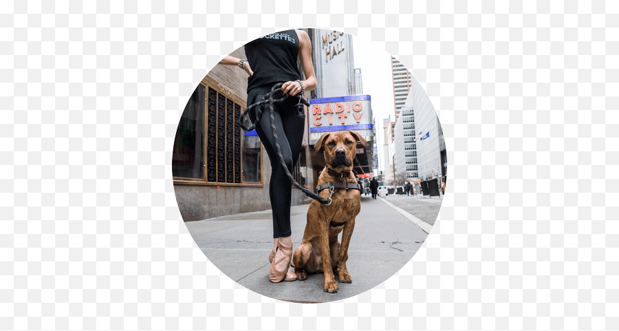 A Furry Photo Shoot With The Dogist The Rockettes - Martingale Emoji,Looking For A Lap Dog And One That Responds To Emotion