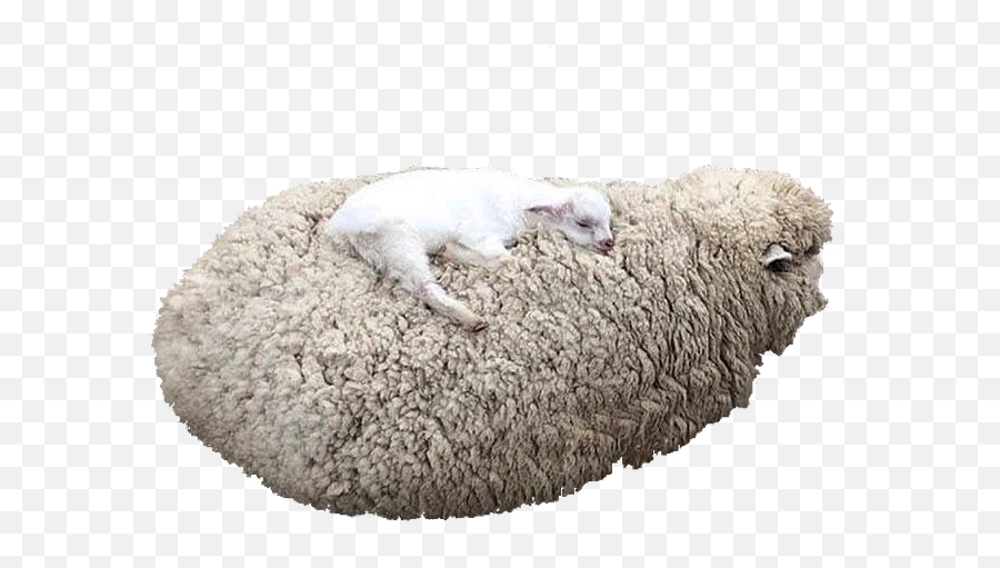 Sheep Lamb Farm Farmcore Sticker - Transparent Cottagecore Lamb Emoji,Lamb Emoji