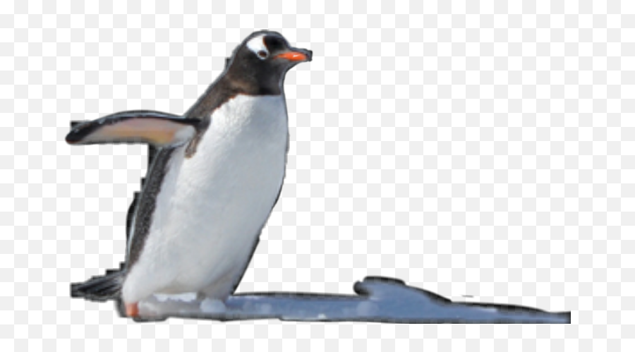 Penguin Snow Penguins Ericaloka Sticker By Erica Loka - Gentoo Penguin Emoji,Penguin Emoji Text