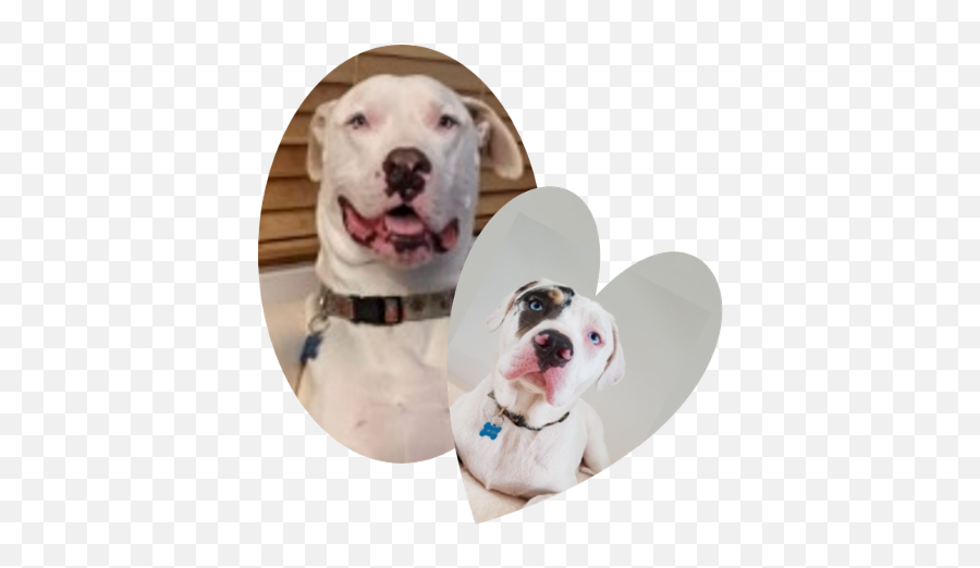 Why You Should Consider Adopting A Deaf Dog - Issuu Martingale Emoji,Dog Ear Emotions\