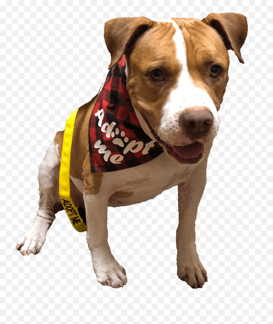 Foster Process - Dog Clothes Emoji,Terrier Dog Emoji Png