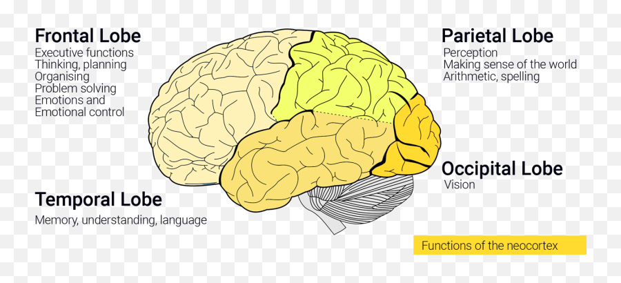 How Neuroscience Inspires Ai - For Adult Emoji,Part Of Brain Emotions