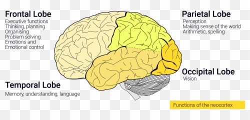 How Neuroscience Inspires Ai - For Adult Emoji,Part Of Brain Emotions