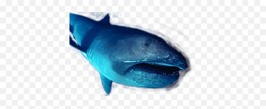 Giants Of The Deep - Photophores On A Megamouth Shark Emoji,Shark Emoticon Depth