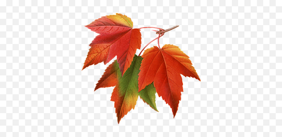Autumn Fall Leaves Pictures Collage Png - Autumn Leaf Png Transparent Emoji,Fall Leaf Emoji