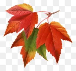 Autumn Fall Leaves Pictures Collage Png - Autumn Leaf Png Transparent Emoji,Fall Leaf Emoji
