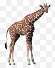 Everybody Up 1 Unit 6 Lesson 2 Animals Ska2 Baamboozle Emoji,Three Lions Emojis