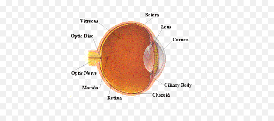 Ap Psychology Ch 3 Ap Psychology Flashcards Memorang - Cow Eye Dissection Emoji,Theories Of Emotion Ap Psychology