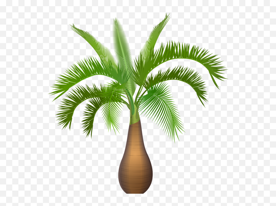 Palm Tree Png Resolution600x593 Transparent Png Image - Spindle Palm With Transparent Background Emoji,Palm Tree Emojis
