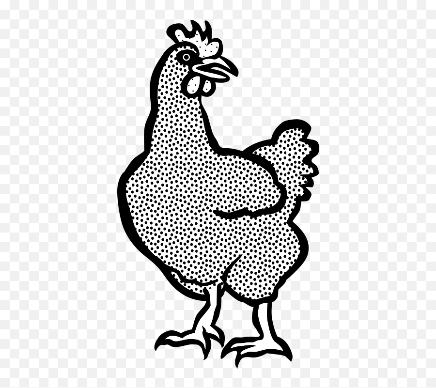Free Photo Chicken Farm Vogel Tier - Gambar Ayam Plymouth Rock Putih Emoji,Chicken Emotions