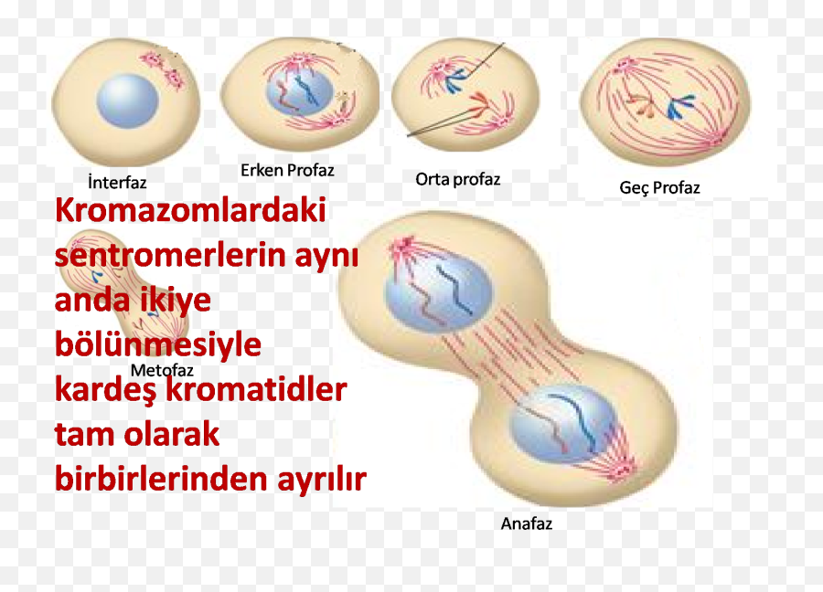 Gözlükaya Promosyon Denizli Godaddy Coupons July 2020 - Diagram Emoji,Kalp Emoji Nas?l Yap?l?r