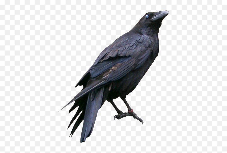 Crow Psd Official Psds - Black Crow Drawing Emoji,Crow Emoji